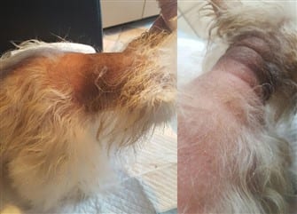 bsd pomeranian pomeranian hair growth shedding length loss bsd pomeranian pomeranian hair growth shedding length loss