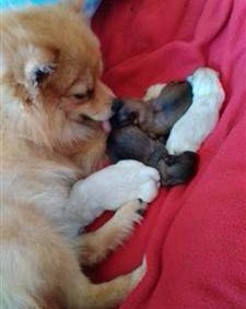pomeranian pregnancy week by week pomeranian pregnancy pomeranian information center pomeranian pregnancy week by week pomeranian pregnancy pomeranian information center