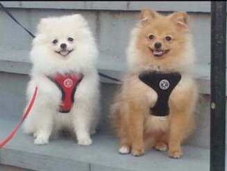 pomeranian collars best harness and collars for a pomeranian pomeranian collars best harness and collars for a pomeranian