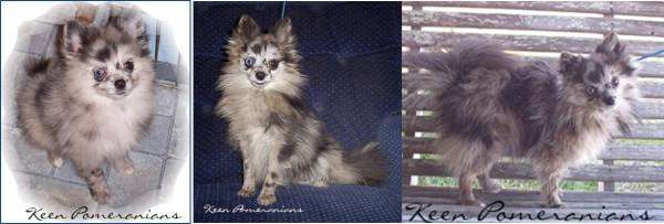 pomeranian before and after petpom pomeranian shedding pomeranian before and after petpom pomeranian shedding