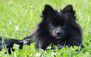 solid black pomeranian black pomeranians detailed info photos information center solid black pomeranian black pomeranians detailed info photos information center