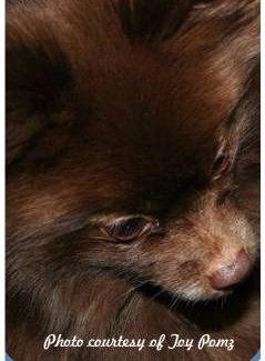 chocolate brown pomeranian chocolate brown pomeranians details photos and information chocolate brown pomeranian chocolate brown pomeranians details photos and information