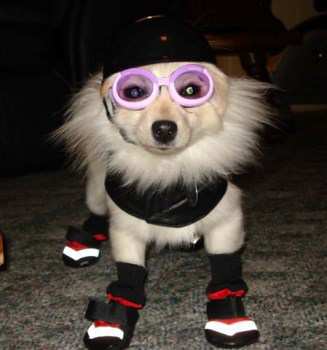 pomeranian clothing pomeranian clothes pomeranian information breeds picture pomeranian clothing pomeranian clothes pomeranian information breeds picture