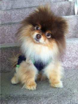 standard pomeranian size pomeranian size pet pom information center standard pomeranian size pomeranian size pet pom information center