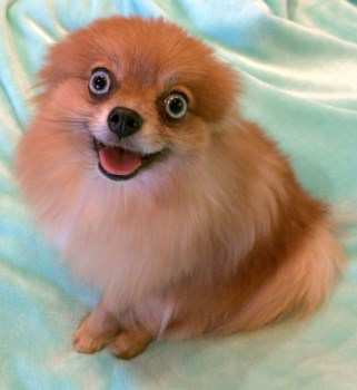 pomeranian cutest in the world dewclaws on poms pomeranian information center pomeranian cutest in the world dewclaws on poms pomeranian information center