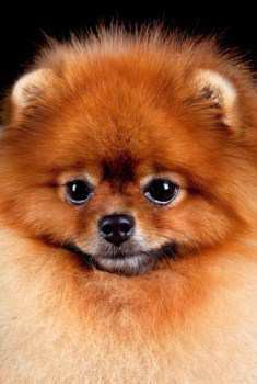 pomeranians personality pomeranian personality all about pomeranians pomeranians personality pomeranian personality all about pomeranians