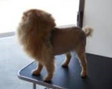 can you cut a pomeranian s hair cut hair cuts pomeranian information center can you cut a pomeranian s hair cut hair cuts pomeranian information center