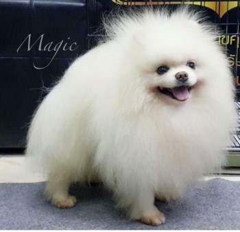 how many puppies do pomeranians in a litter pomeranian calories requirements how many puppies do pomeranians in a litter pomeranian calories requirements