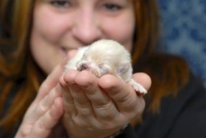 how do pomeranians live how does it take to open puppies breeds picture how do pomeranians live how does it take to open puppies breeds picture