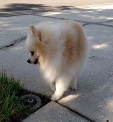 oldest living pomeranian the oldest living pomeranian in the world oldest living pomeranian the oldest living pomeranian in the world