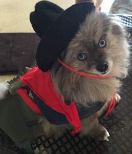 why do pomeranians spin in circles why does my pomeranian spin in circles petpom why do pomeranians spin in circles why does my pomeranian spin in circles petpom