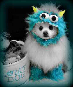 why do pomeranians spin in circles why does my pomeranian spin in circles petpom why do pomeranians spin in circles why does my pomeranian spin in circles petpom