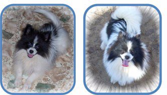 pomeranian growth why does my pomeranian hair fur pomeranian growth why does my pomeranian hair fur