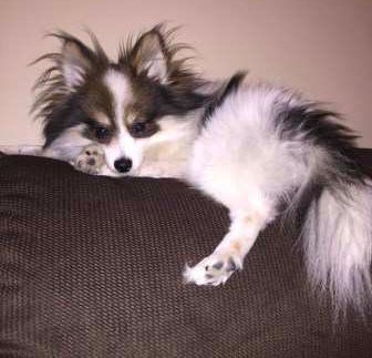 pomeranian separation anxiety pomeranian separation anxiety detailed help when a pom is home alone pomeranian separation anxiety pomeranian separation anxiety detailed help when a pom is home alone