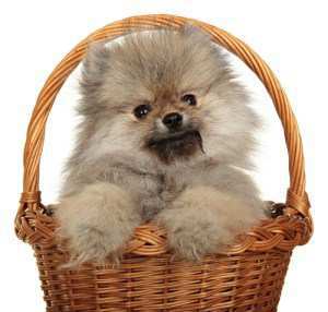 what of food do pomeranians eat pet pom proper pomeranian feeding what of food do pomeranians eat pet pom proper pomeranian feeding