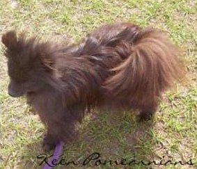 puppy uglies pomeranian pomeranian puppy uglies pomeranian puppy uglies petpom pomeranian breeds picture puppy uglies pomeranian pomeranian puppy uglies pomeranian puppy uglies petpom pomeranian breeds picture