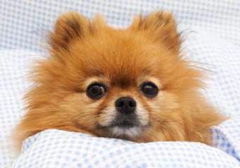 sick pomeranian pomeranian vomiting throwing up petpom sick pomeranian pomeranian vomiting throwing up petpom