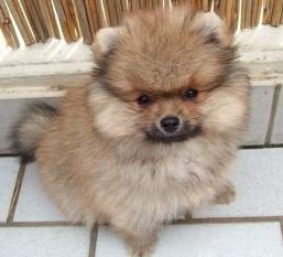 bsd pomeranian the pomeranian information center bsd pomeranian the pomeranian information center