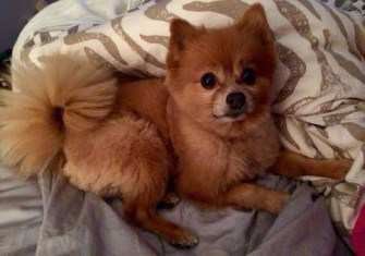 pomeranian fox cut pomeranian and fox comparison and differences pomeranian fox cut pomeranian and fox comparison and differences