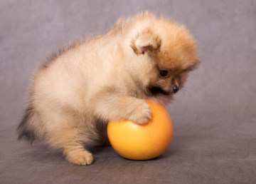 how can i tell if my pomeranian is can pomeranian eat oranges feeding orange slices how can i tell if my pomeranian is can pomeranian eat oranges feeding orange slices