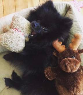 pomeranian intelligence pomeranian intelligence pomeranian intelligence pomeranian intelligence
