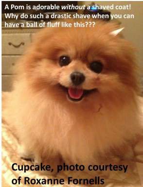 what does a pomeranian look like should you make your pomeranian look like boo what does a pomeranian look like should you make your pomeranian look like boo
