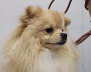 pomeranian side view barking issues pomeranian information center pomeranian side view barking issues pomeranian information center