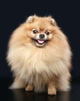 how to brush pomeranian teeth dental care pomeranian information center how to brush pomeranian teeth dental care pomeranian information center