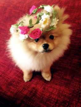 what of food do pomeranians eat pomeranian puppy care petpom what of food do pomeranians eat pomeranian puppy care petpom