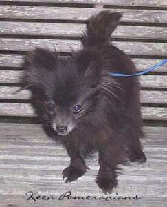 pomeranian uglies before and after pomeranian puppy uglies before and after car interior design pomeranian uglies before and after pomeranian puppy uglies before and after car interior design