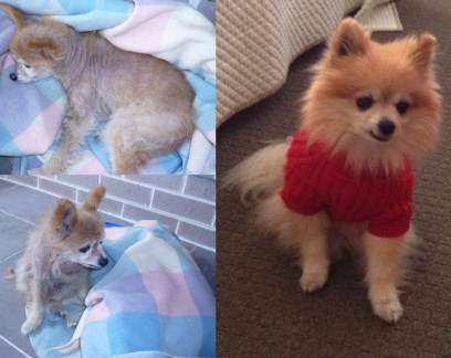 pomeranian rescue australia question and answers about rescue pomeranians pomeranian rescue australia question and answers about rescue pomeranians