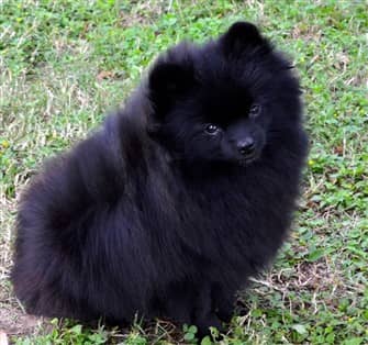 black pomeranian black pomeranians detailed info photos information center black pomeranian black pomeranians detailed info photos information center