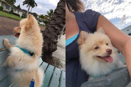 7 lb pomeranian petpom throwback poms and big pomeranians 7 lb pomeranian petpom throwback poms and big pomeranians