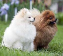 how to give a pomeranian a haircut cut hair cuts pomeranian information center how to give a pomeranian a haircut cut hair cuts pomeranian information center