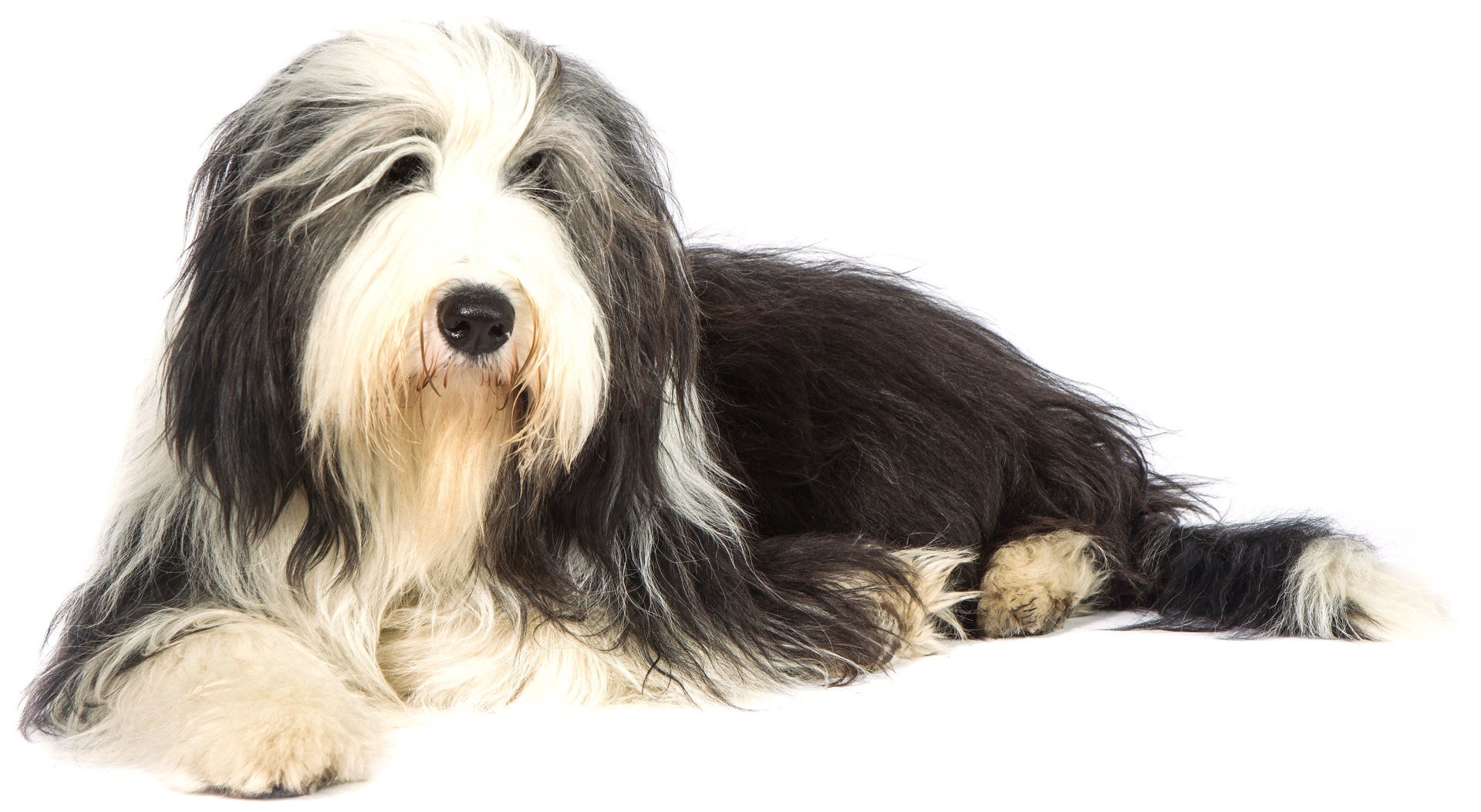 kennels-at-bowenhurst-kennels