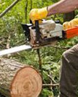 Professional cutting a tree log