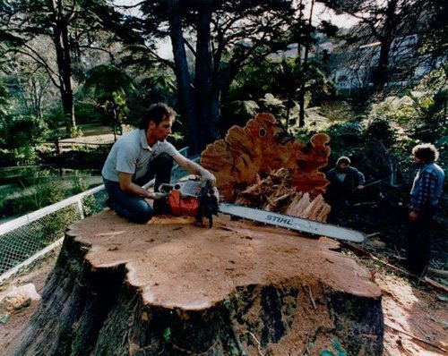 Individual using a chain saw for cutting a tree
