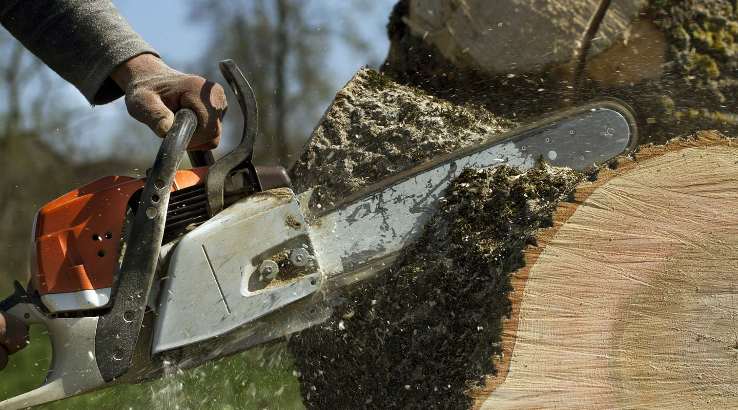 Cutting saw cutting a tree log