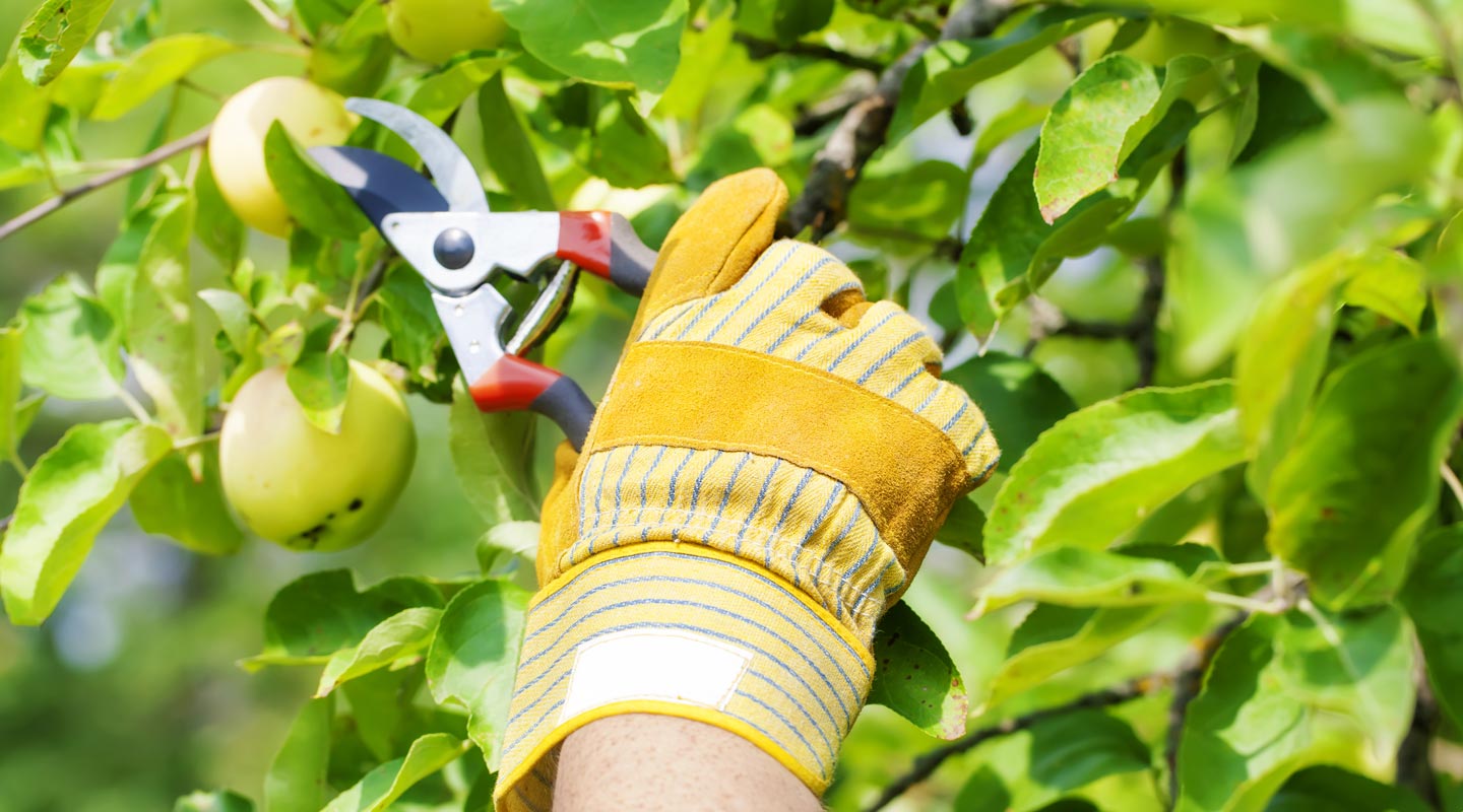Individual trimming the bushes