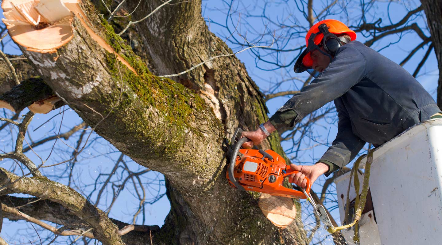 Professional cutting a branch of a tree