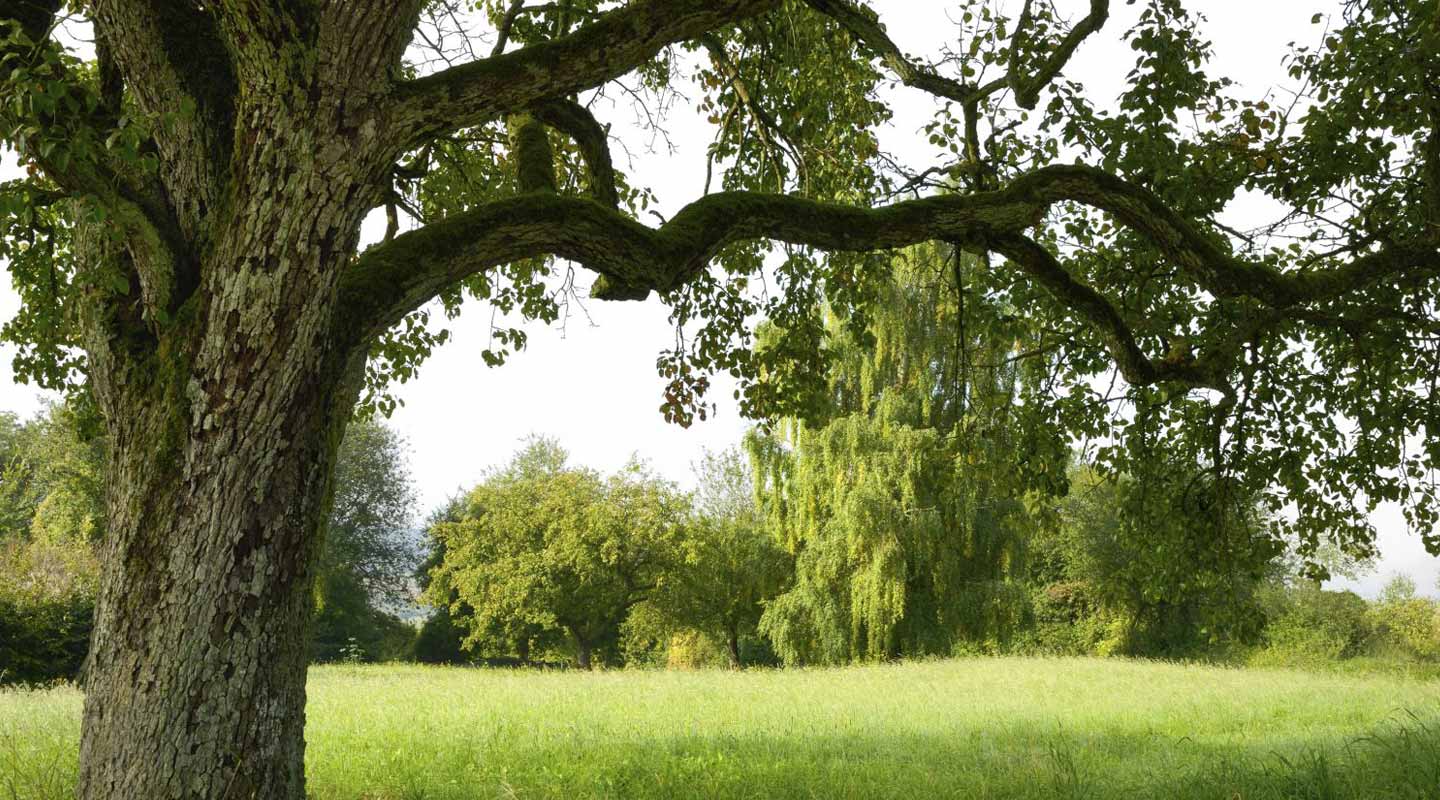 View of a lawn after tree servcies
