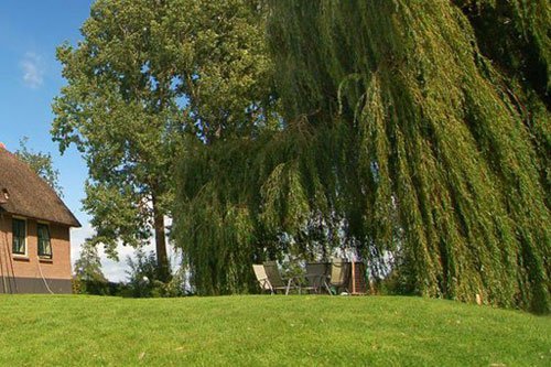 View of trees in the garden