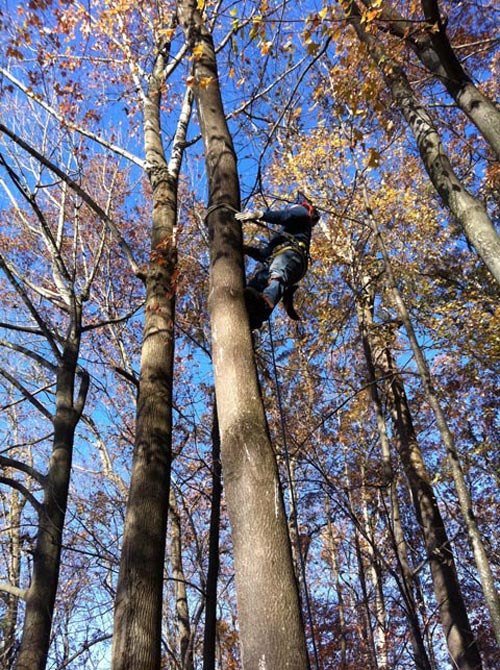 Expert climbing a tree for tree maintenance