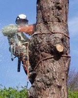 Individual cutting a tree