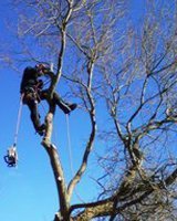 Tree maintenance work in progress