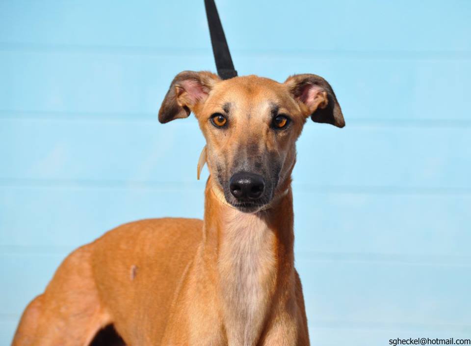 Greyhounds As Pets Jacksonville, FL Recent Adoptions