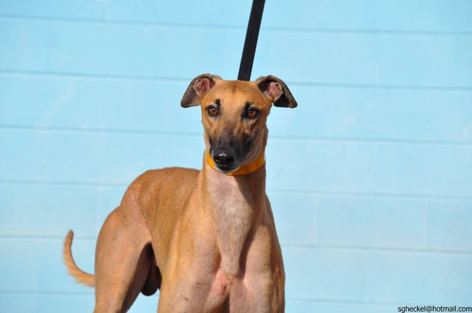 Greyhounds As Pets Jacksonville, FL Recent Adoptions