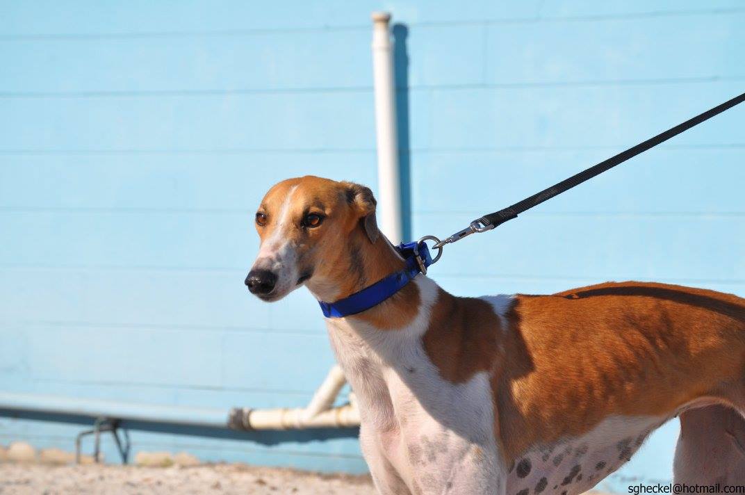 Greyhounds As Pets Jacksonville, FL Recent Adoptions