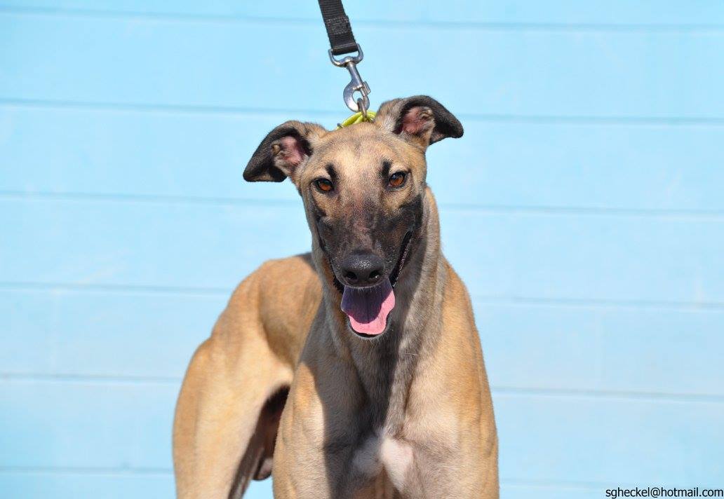 Greyhounds As Pets Jacksonville, FL Recent Adoptions