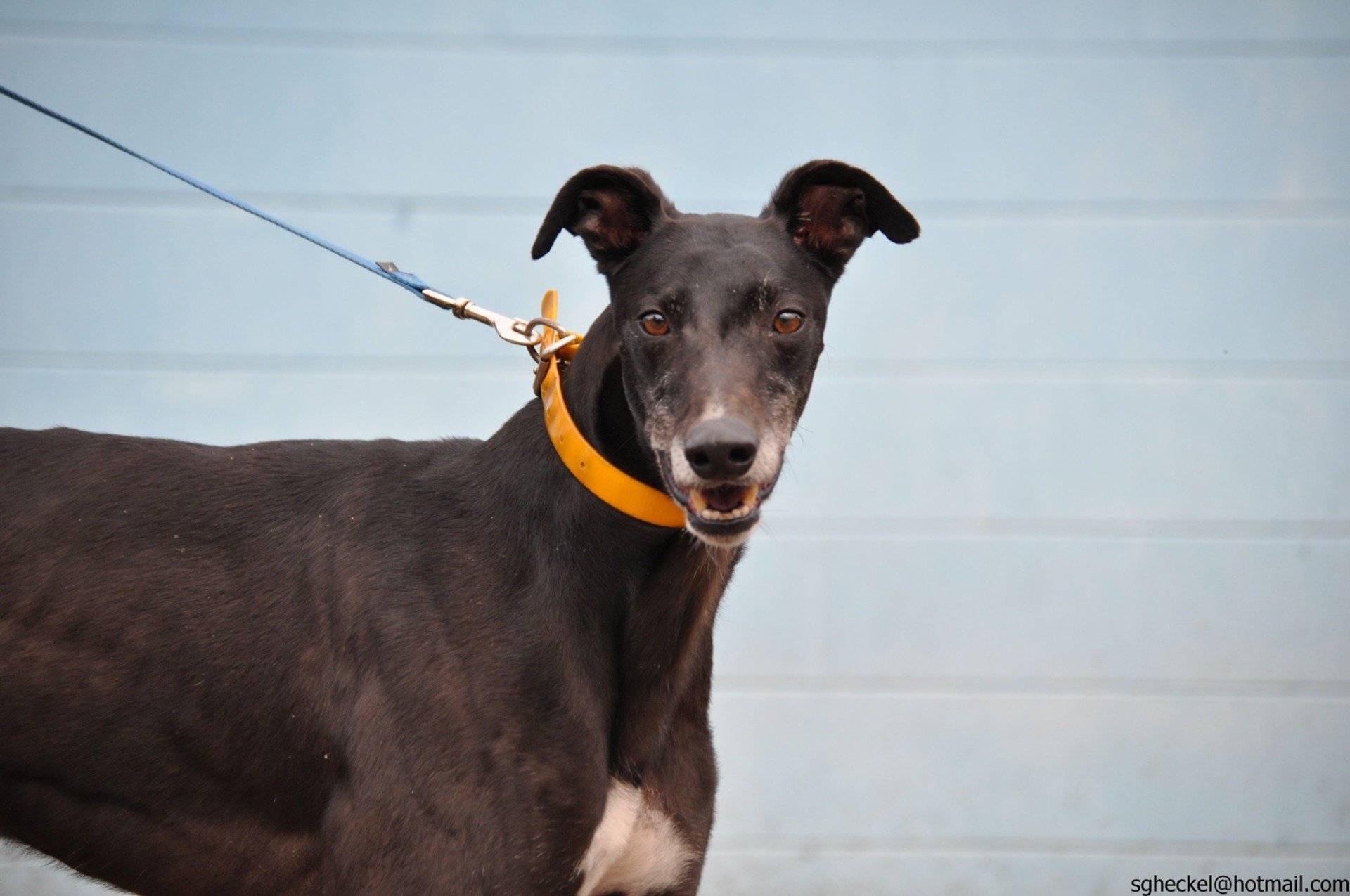 Greyhounds As Pets Jacksonville, FL Adopt Me!